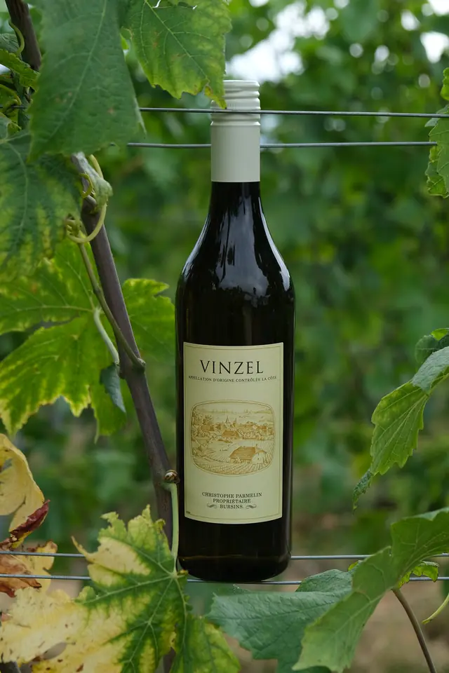 La bouteille de Chasselas Vinzel accrochée au fil de palissage, entre les feuilles de vigne
