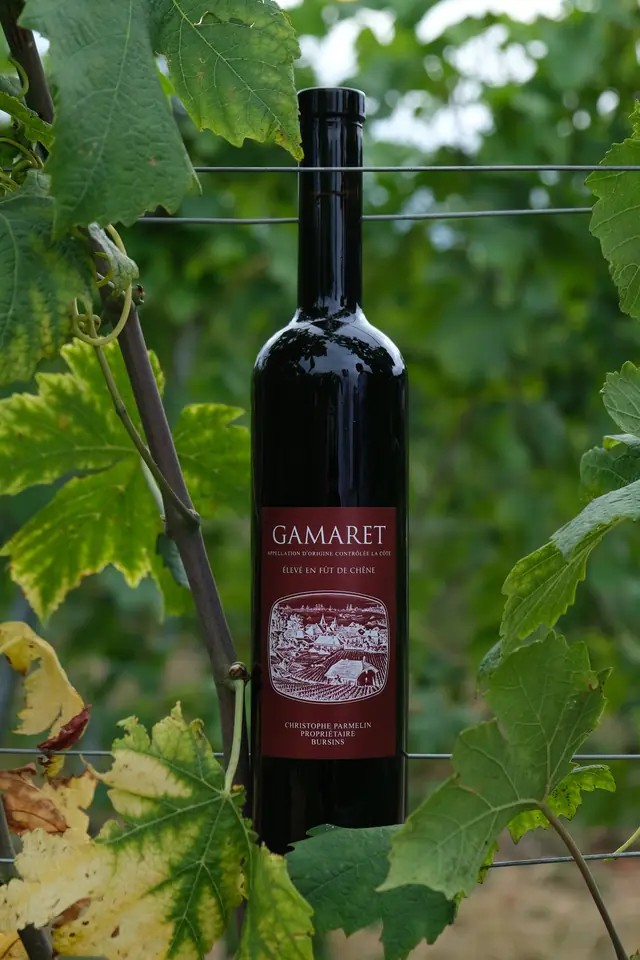 La bouteille de Gamaret, étiquette rouge sombre, au même fil dans les vignes