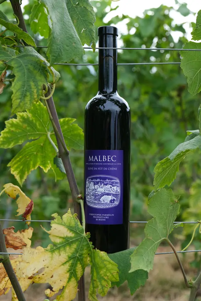 La bouteille de Malbec, étiquette violette, au même fil dans les vignes